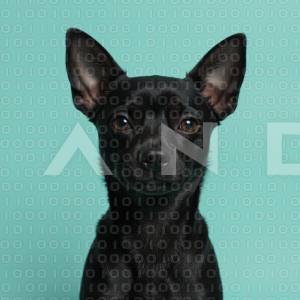 Chihuahua Puppy 000081