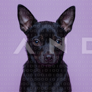 Chihuahua Puppy 000083