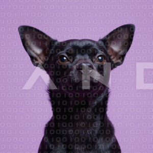 Chihuahua Puppy 000086