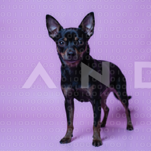 Chihuahua Puppy 000090