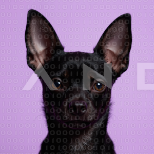 Chihuahua Puppy 000092