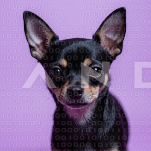 Chihuahua Puppy 000094