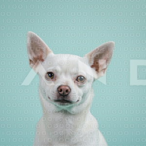 Chihuahua Puppy 000046