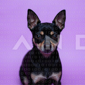 Chihuahua Puppy 000110