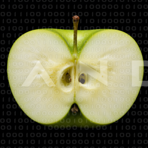 Apples - 000179