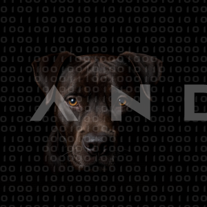 Staffordshire Pitbull - 000020