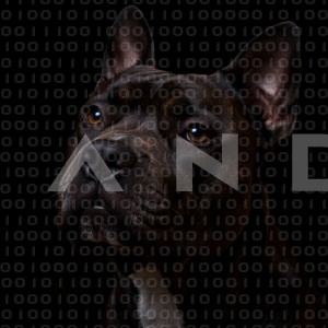 Staffordshire Pitbull - 000030