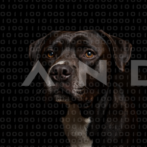 Staffordshire Pitbull - 000065