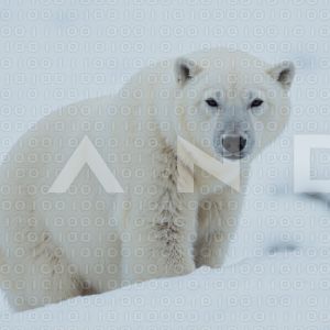 Polar Bear - 000001