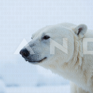 Polar Bear - 000010