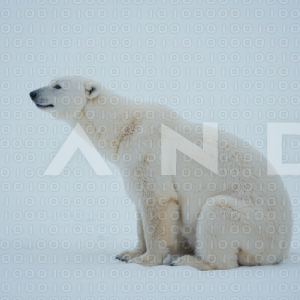Polar Bear - 000012