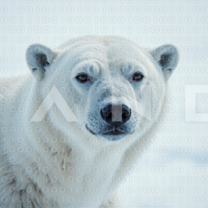 Polar Bear - 000015