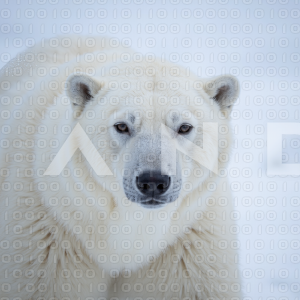 Polar Bear - 000018
