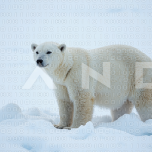 Polar Bear - 000019