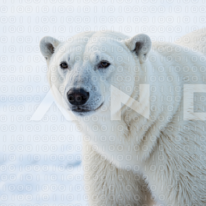 Polar Bear - 000021