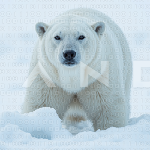 Polar Bear - 000024