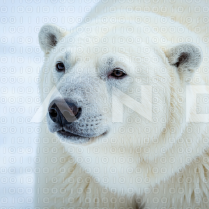 Polar Bear - 000029