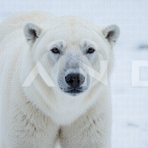 Polar Bear - 000038