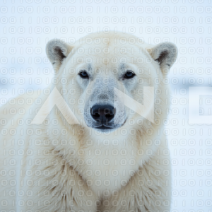 Polar Bear - 000004