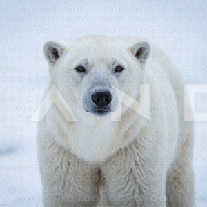 Polar Bear - 000040