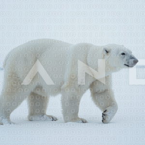 Polar Bear - 000041