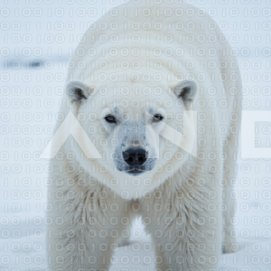 Polar Bear - 000043