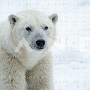 Polar Bear - 000049