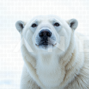 Polar Bear - 000050