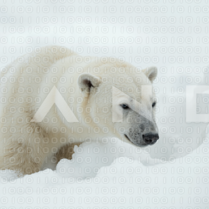 Polar Bear - 000052