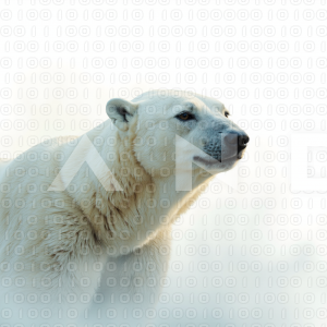Polar Bear - 000065