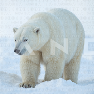 Polar Bear - 000007