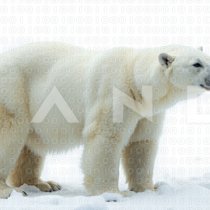 Polar Bear - 000073