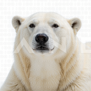 Polar Bear - 000083