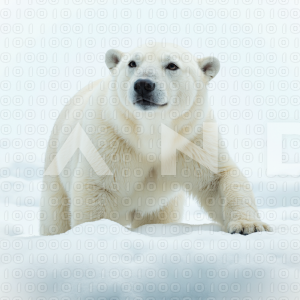 Polar Bear - 000085