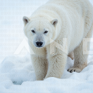 Polar Bear - 000009