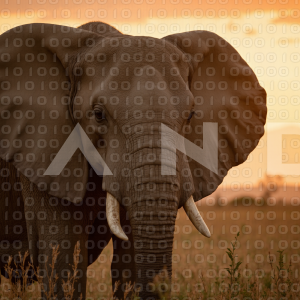Elephant - 000037