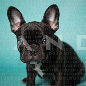 French Bulldog - 000010