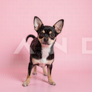 Chihuahua Puppy - 000300