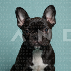 French Bulldog - 000013