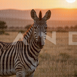 Zebra - 000147