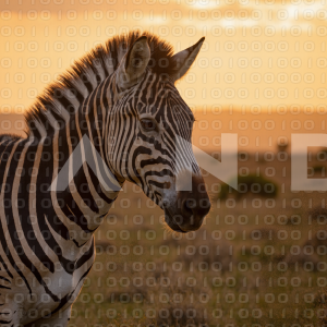 Zebra - 000163