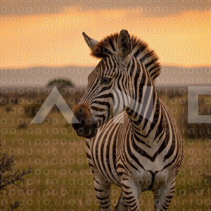 Zebra - 000166