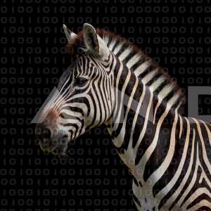 Zebra - 000179