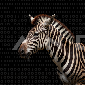 Zebra - 000185