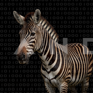 Zebra - 000186