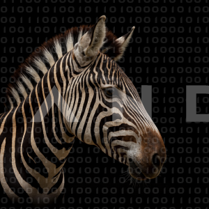 Zebra - 000191