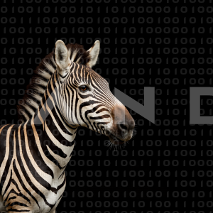 Zebra - 000193