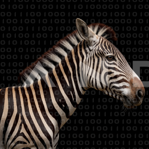 Zebra - 000208