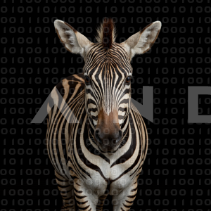Zebra - 000218