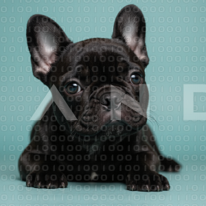 French Bulldog - 000022